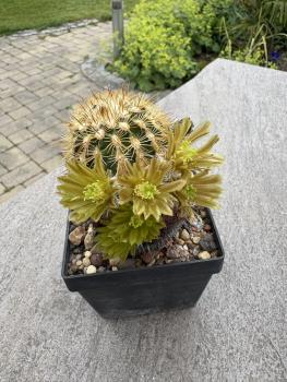 Echinocereus viridiflorus